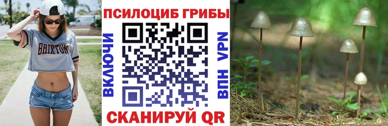 цены blacksprut Псилоцибиновые грибы прущие грибы Стрежевой